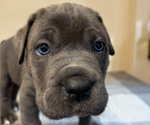 Puppy Mr Gray Cane Corso