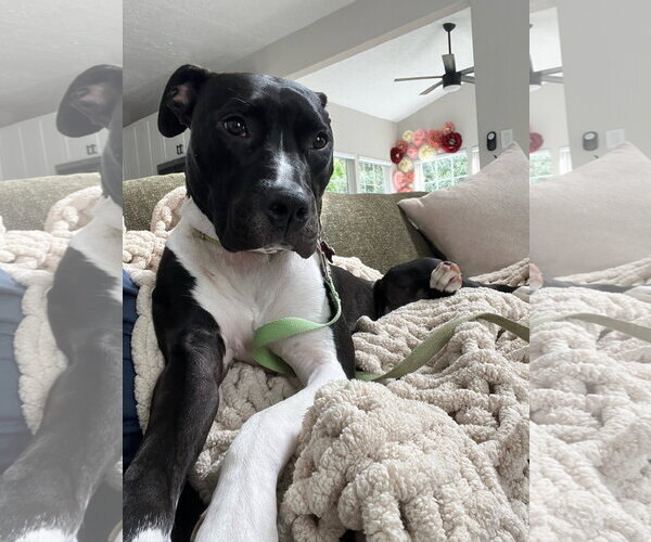 Medium Photo #14 Mutt Puppy For Sale in Alexandria, VA, USA