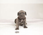 Small Photo #3 Mastiff-Neapolitan Mastiff Mix Puppy For Sale in BRISTOL, IN, USA