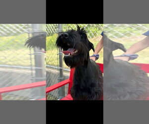 GIANT SCHNAUZER -Unknown Mix Dogs for adoption in Woodbury, NY, USA
