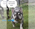 Small Photo #1 French Bulldog Puppy For Sale in Pilis, Pest, Hungary