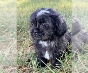 Medium Shih Tzu