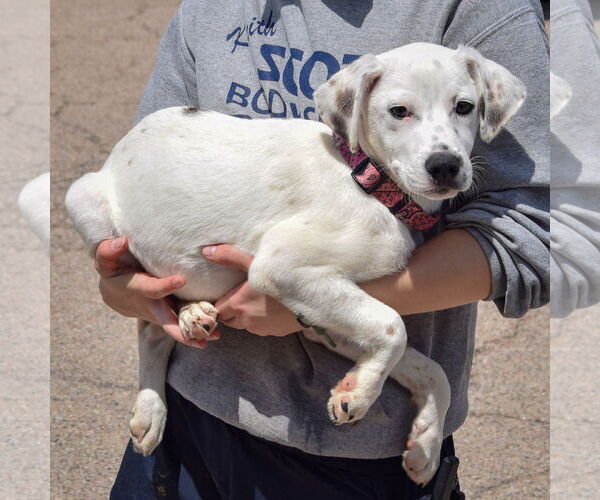 Medium Photo #2 Dalmatian-Labrador Retriever Mix Puppy For Sale in Huntley, IL, USA