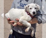 Small #1 Dalmatian-Labrador Retriever Mix