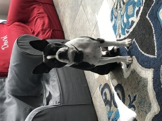 Boston Terrier Puppy for sale in COPPELL, TX, USA
