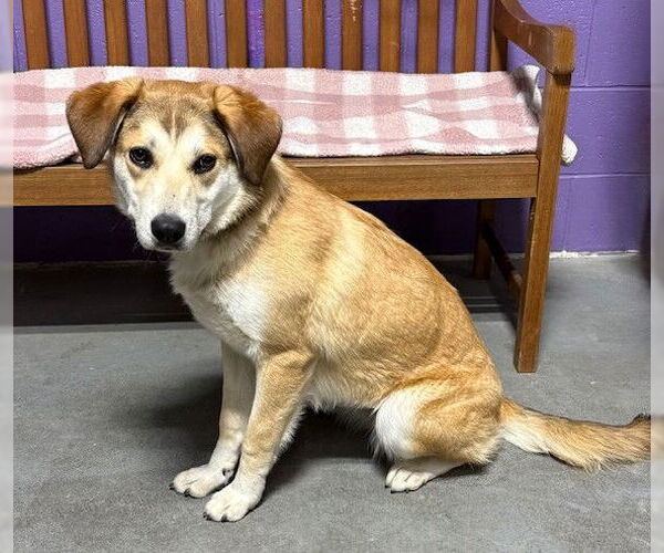 Medium Photo #2 Golden Retriever-Unknown Mix Puppy For Sale in Genesee, WI, USA