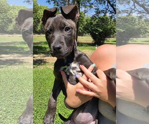 American Pit Bull Terrier-Unknown Mix Dogs for adoption in Clarkston, MI, USA