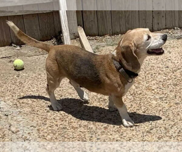 Medium Photo #3 Beagle Puppy For Sale in Dunnellon, FL, USA