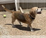 Small #2 Beagle