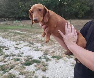 Dachshund Puppy for sale in BOLIVAR, MO, USA