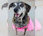 Small #18 Catahoula Leopard Dog Mix