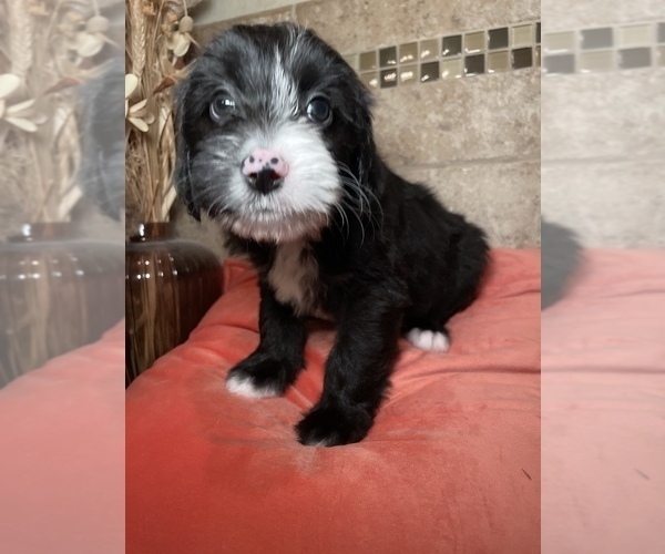 Medium Photo #1 Aussiedoodle Puppy For Sale in SPRINGDALE, AR, USA