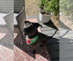 Small #1 American Pit Bull Terrier-Chinese Shar-Pei Mix