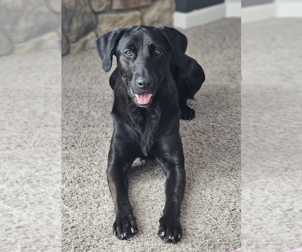 Medium Photo #1 Golden Labrador Puppy For Sale in BENNINGTON, NE, USA