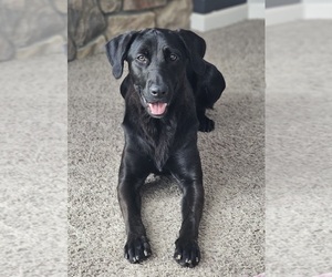 Mother of the Golden Labrador puppies born on 12/30/2025