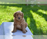 Small Photo #4 Goldendoodle Puppy For Sale in SANTA CLARA, UT, USA
