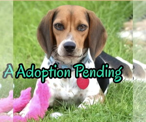 Beagle Dogs for adoption in Dunnellon, FL, USA