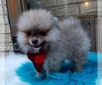 Small Photo #7 Pomeranian Puppy For Sale in CARTHAGE, TX, USA