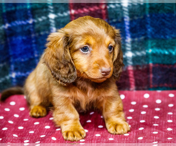 Medium Photo #3 Dachshund Puppy For Sale in WAKARUSA, IN, USA