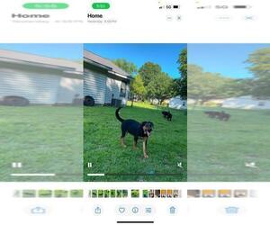German Shepherd Dog Puppy for sale in COLUMBUS, OH, USA