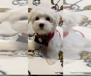 Maltese Puppy for sale in SACRAMENTO, CA, USA
