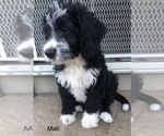 Small Photo #32 Bernedoodle Puppy For Sale in MIAMISBURG, OH, USA