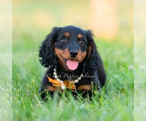 Medium Dachshund