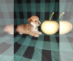 Small #3 Morkie