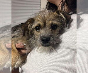 Mutt Dogs for adoption in Grafton, WI, USA