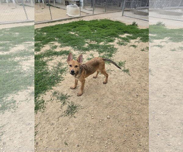 Medium Photo #1 German Shepherd Dog-Unknown Mix Puppy For Sale in Maquoketa, IA, USA