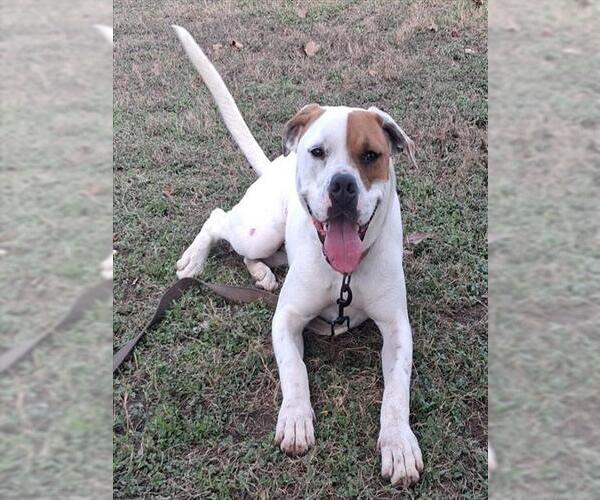 Medium Photo #2 Staffordshire Bull Terrier Puppy For Sale in Ocala, FL, USA