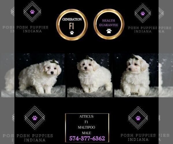 Medium Photo #2 Maltipoo Puppy For Sale in WARSAW, IN, USA