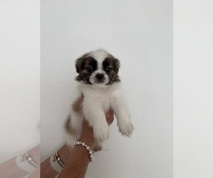 Shih Tzu Puppy for sale in ONTARIO, CA, USA