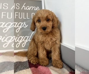 Cavapoo Puppy for sale in FRANKLIN, IN, USA