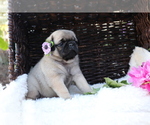 Small Photo #5 Pug Puppy For Sale in SHILOH, OH, USA