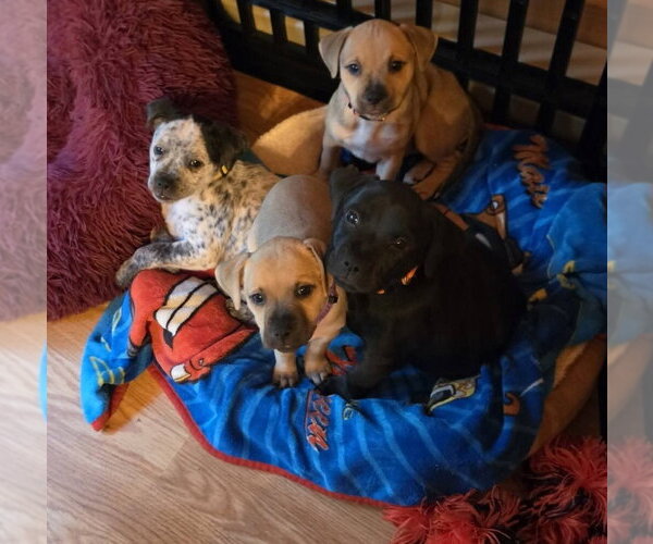 Medium Photo #4 Dachshund-Unknown Mix Puppy For Sale in Aurora, IN, USA