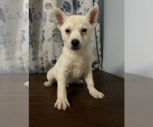 Medium Photo #8 Alaskan Klee Kai Puppy For Sale in DURHAM, CT, USA