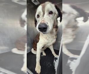 Border Collie-Unknown Mix Dogs for adoption in San Antonio, TX, USA