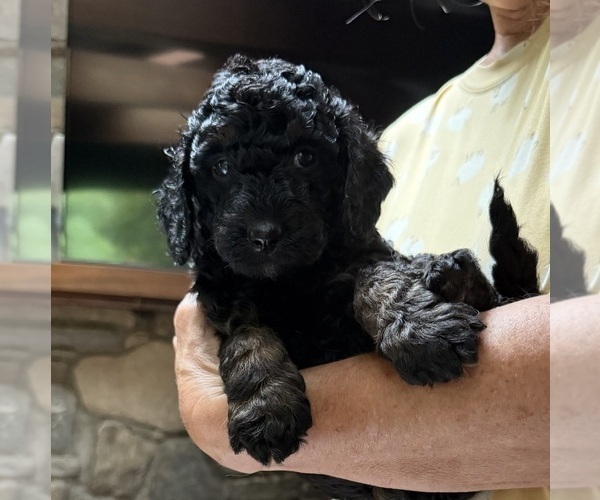 Medium Photo #9 Aussiedoodle Puppy For Sale in ASHEVILLE, NC, USA