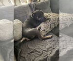 Small #1 American Pit Bull Terrier Mix