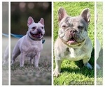 Small Photo #1 French Bulldog Puppy For Sale in PLANO, TX, USA