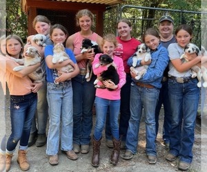 Australian Shepherd Puppy for sale in CONWAY, AR, USA