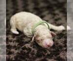 Small Photo #5 Goldendoodle (Miniature) Puppy For Sale in ASHBY, MN, USA