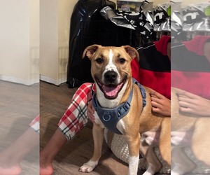 Boxador Dogs for adoption in Greensboro, NC, USA