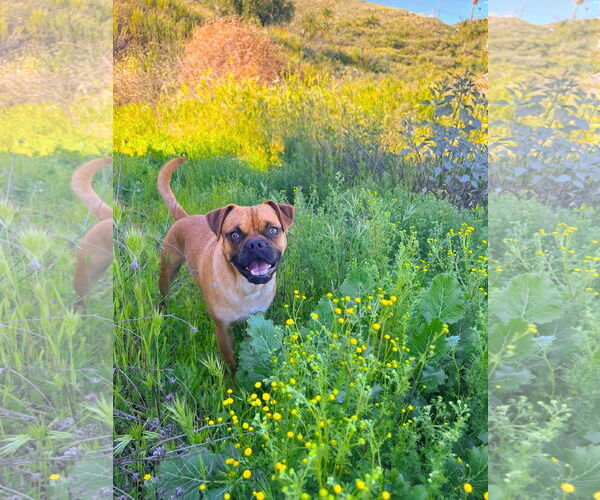 Medium Photo #5 Box-a-Pug Puppy For Sale in Temecula, CA, USA