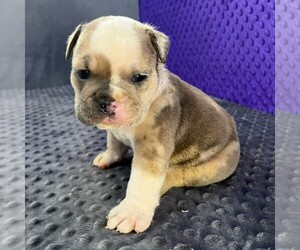 Bulldog Puppy for Sale in ARTHUR, Illinois USA
