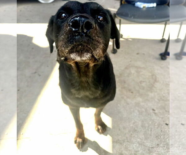 Medium Photo #2 Rottweiler Puppy For Sale in Houston, TX, USA