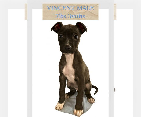 Medium Photo #1 Retriever -Unknown Mix Puppy For Sale in Woodbury, NY, USA