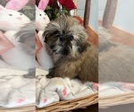 Small Photo #17 Shih Tzu Puppy For Sale in BRIDGETON, NJ, USA