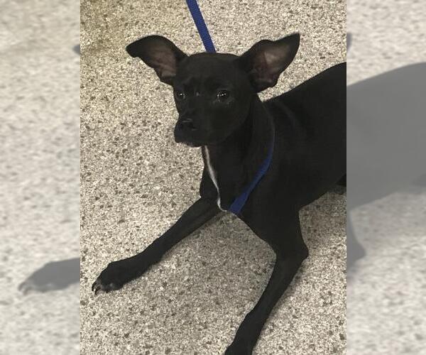 Medium Photo #1 Chihuahua-Whippet Mix Puppy For Sale in Conroe, TX, USA